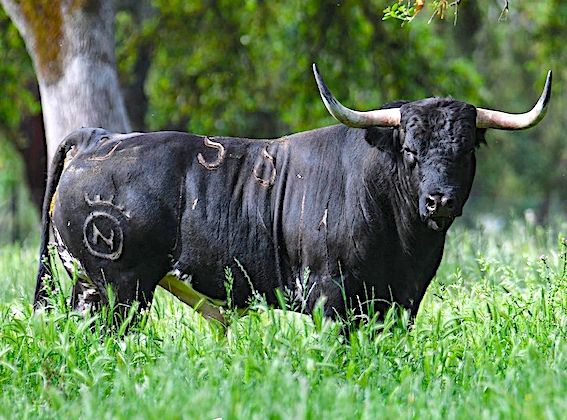 PENTECÔTE À VIC – Des Miura pour une feria toto-toro